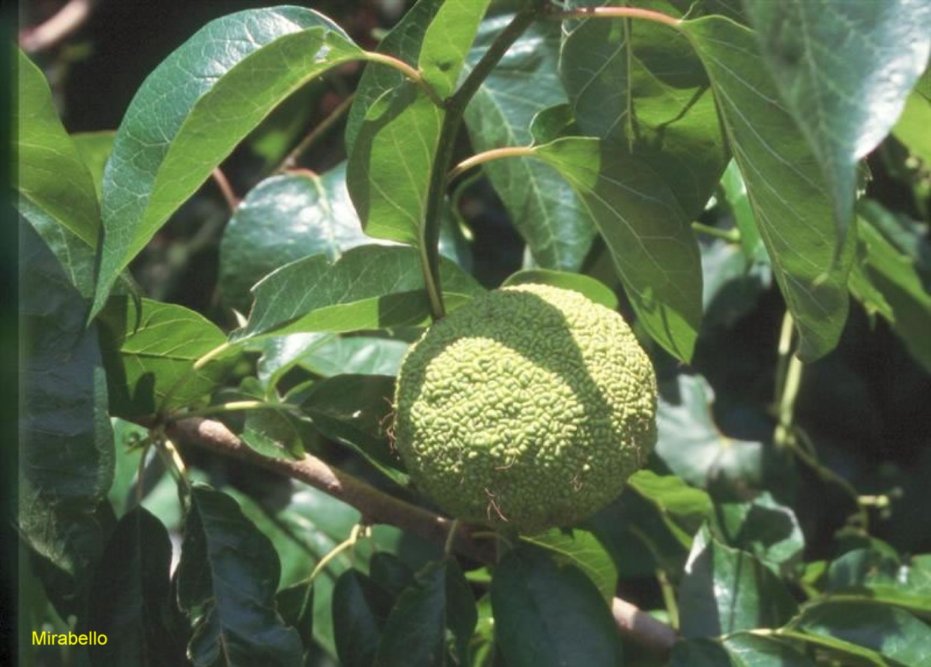 Maclura pomifera  / Osage Orange