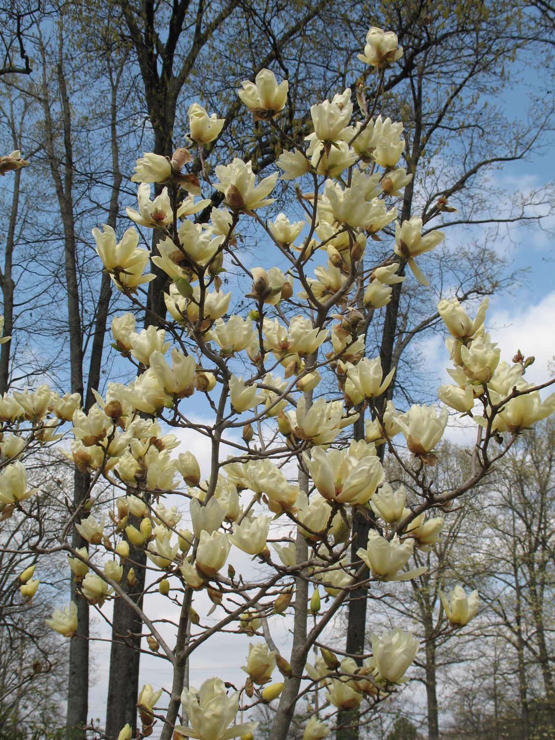 Magnolia acuminata 'Elizabeth'  / Magnolia acuminata 'Elizabeth' 