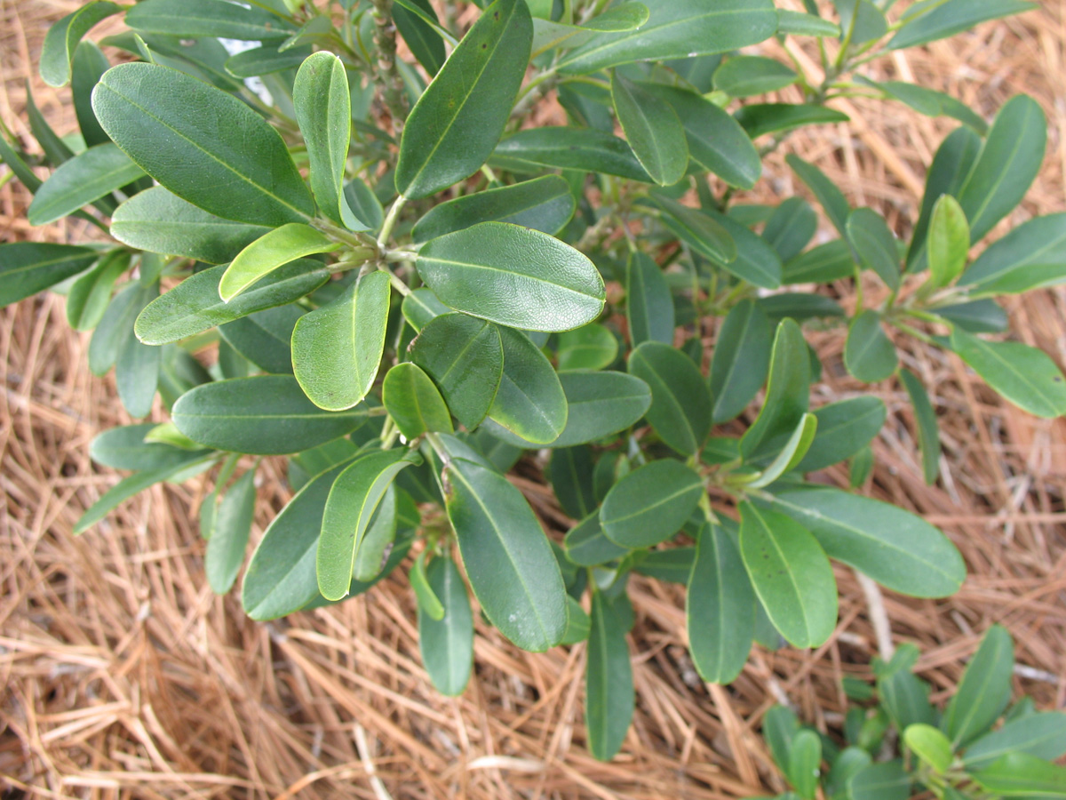 Magnolia virginiana 'Tensaw'  / Magnolia virginiana 'Tensaw' 