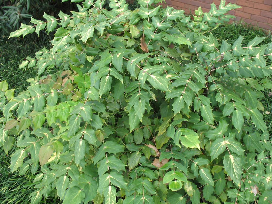 Mahonia bealei 'Variegata' / Mahonia bealei 'Variegata'