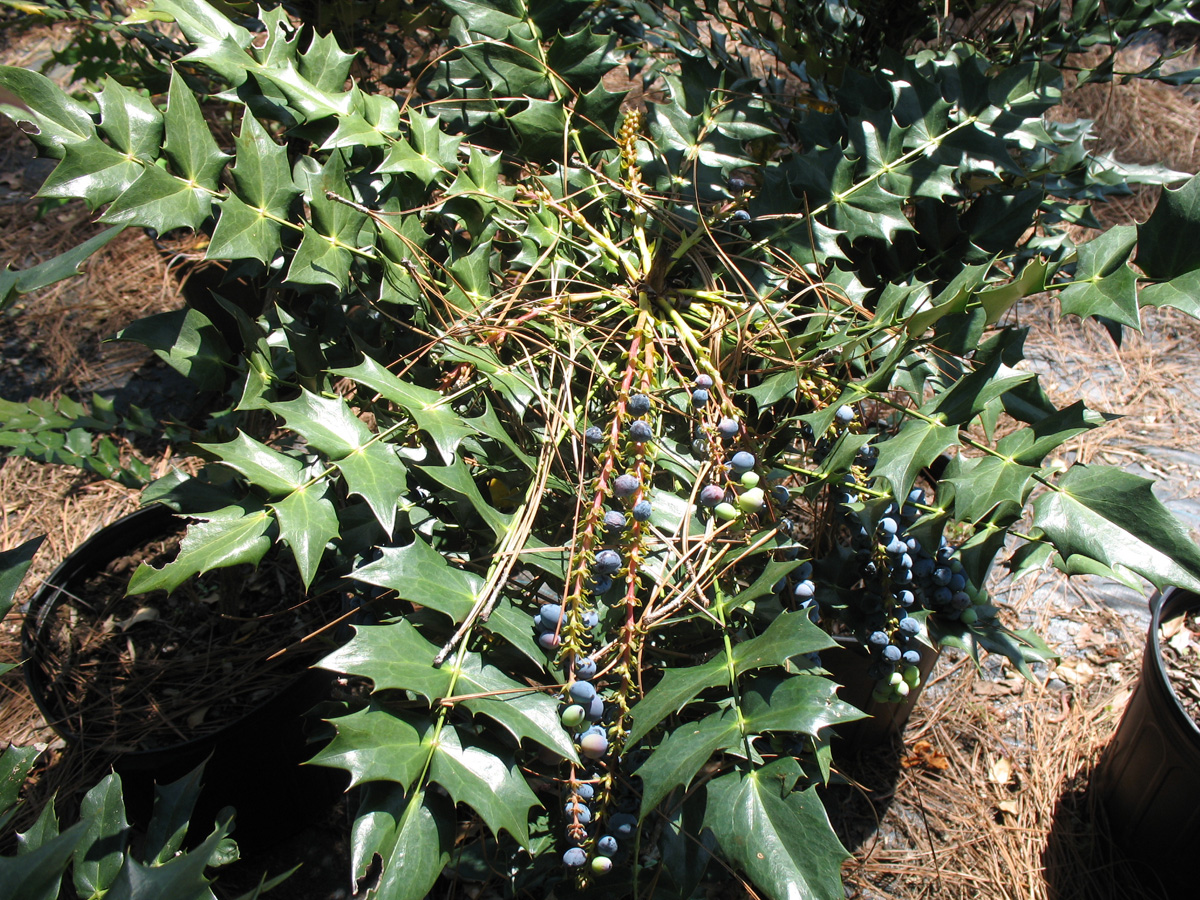 Mahonia x media 'Charity' / Charity Oregon Grape