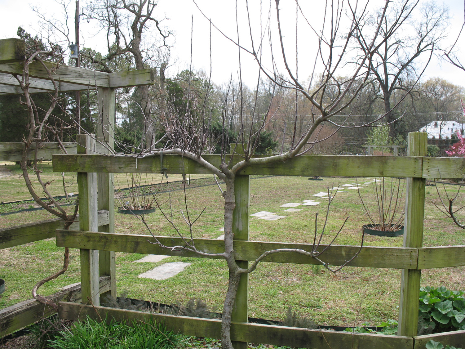 Malus 'Arkansas Black' / Arkansas Black Apple