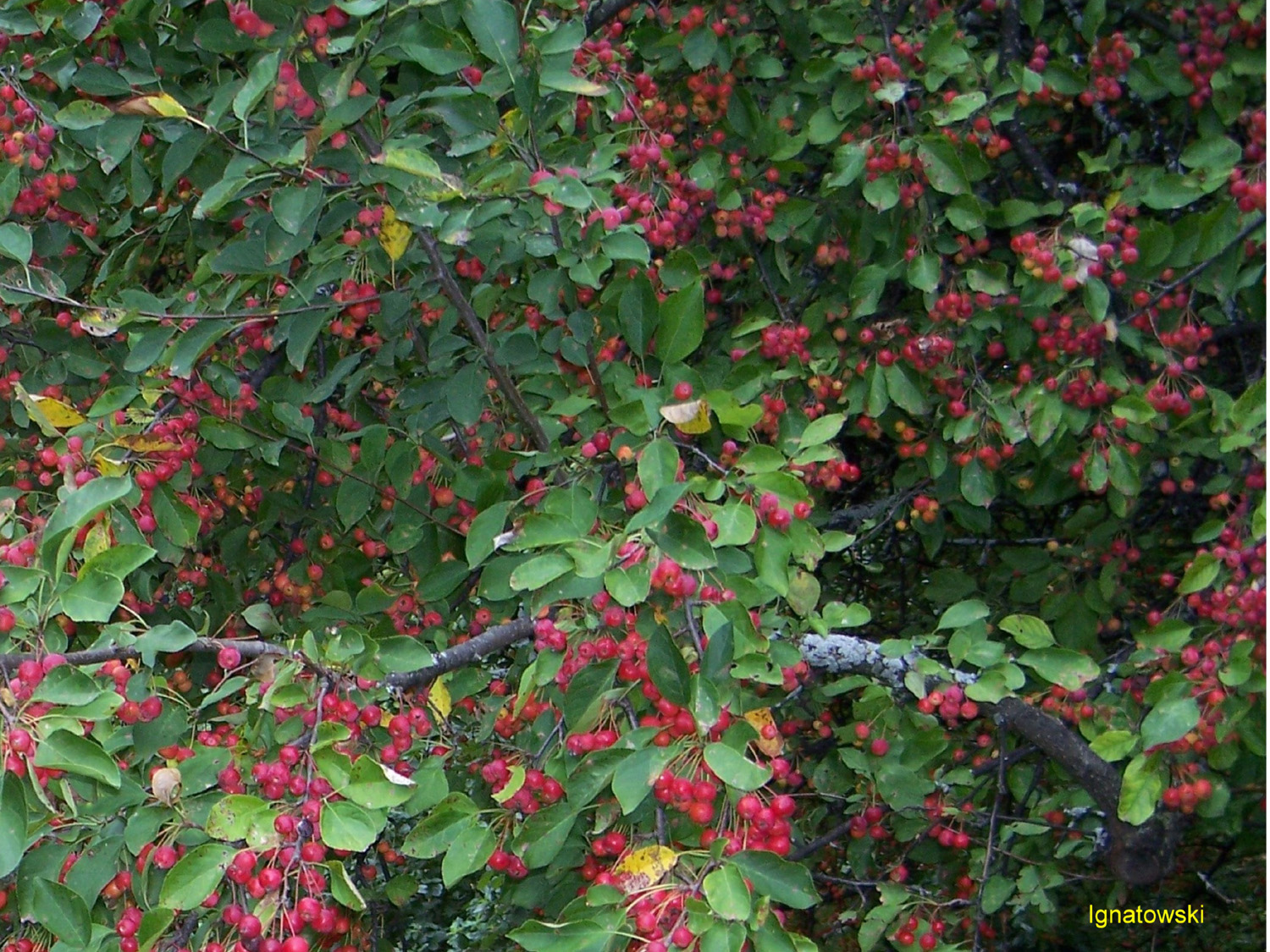 Malus 'Beverly' / Beverly Crabapple