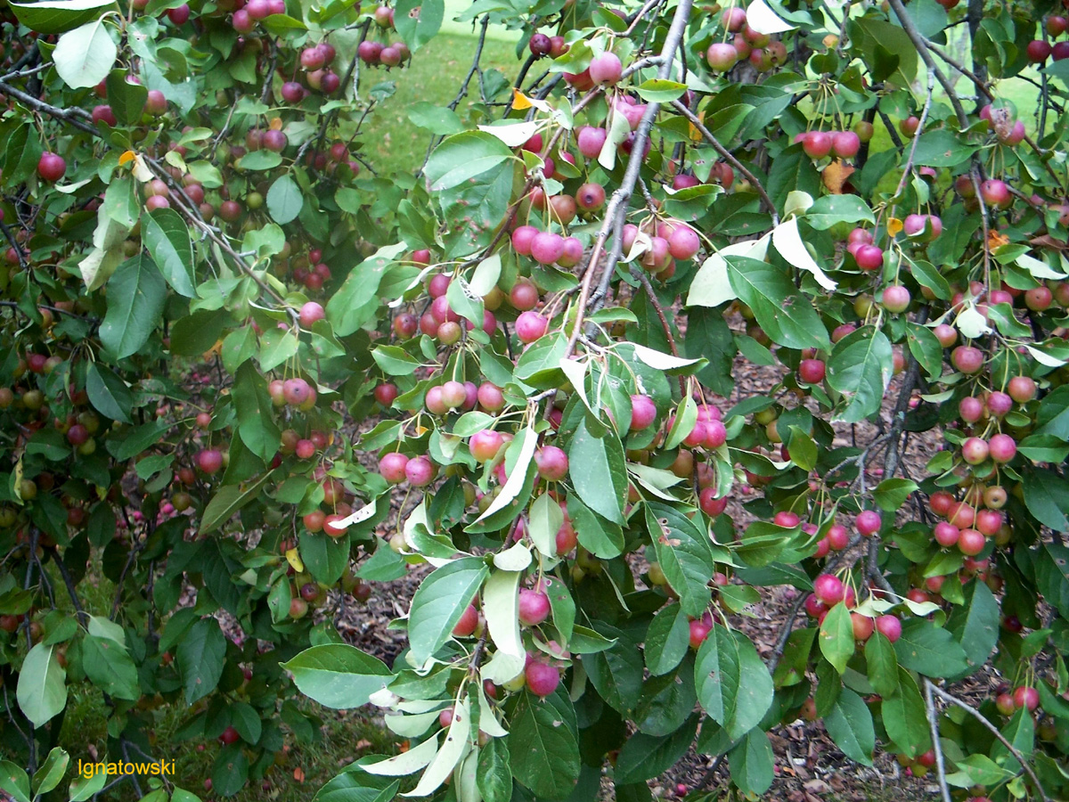 Malus 'Callaway' / Callaway Crabapple