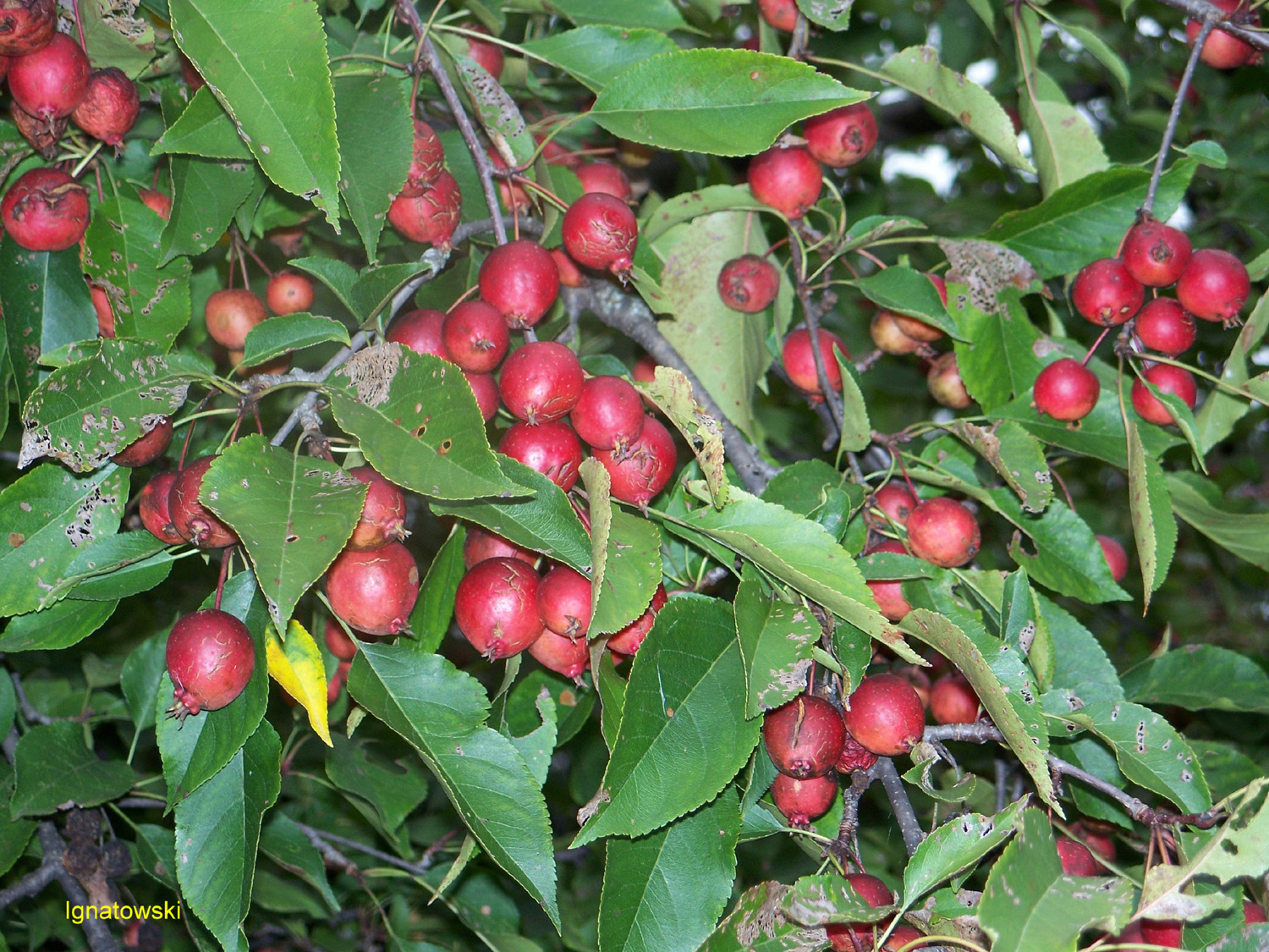 Malus 'Makamik' / Makamik Crabapple