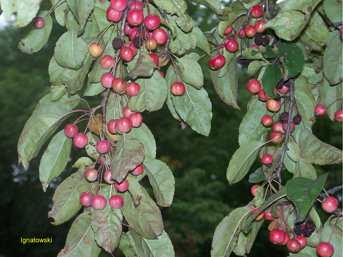 Malus 'Red Baron' / Red Baron Crabapple