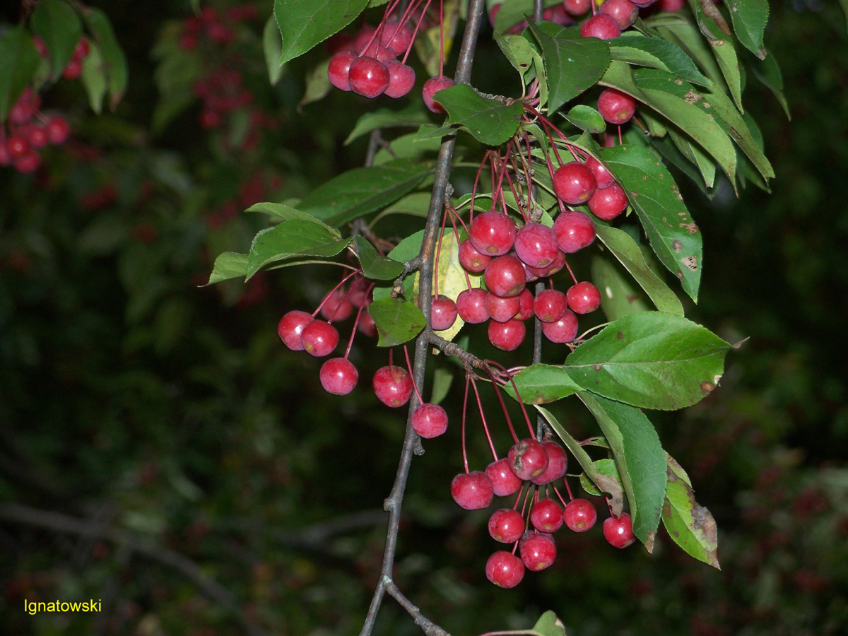 Malus 'Red Splendor' / Red Splendor Crabapples