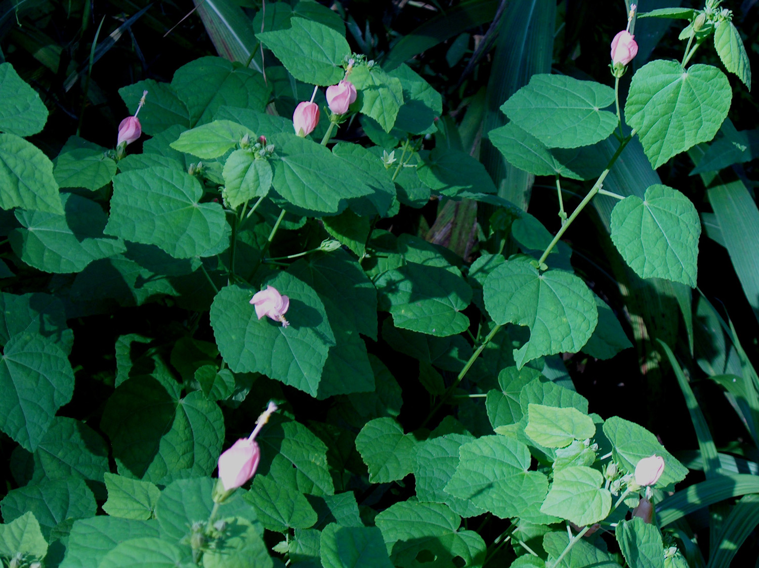 Malvaviscus arboreus var. mexicanus 'Paquito Pink' / Malvaviscus arboreus var. mexicanus 'Paquito Pink'