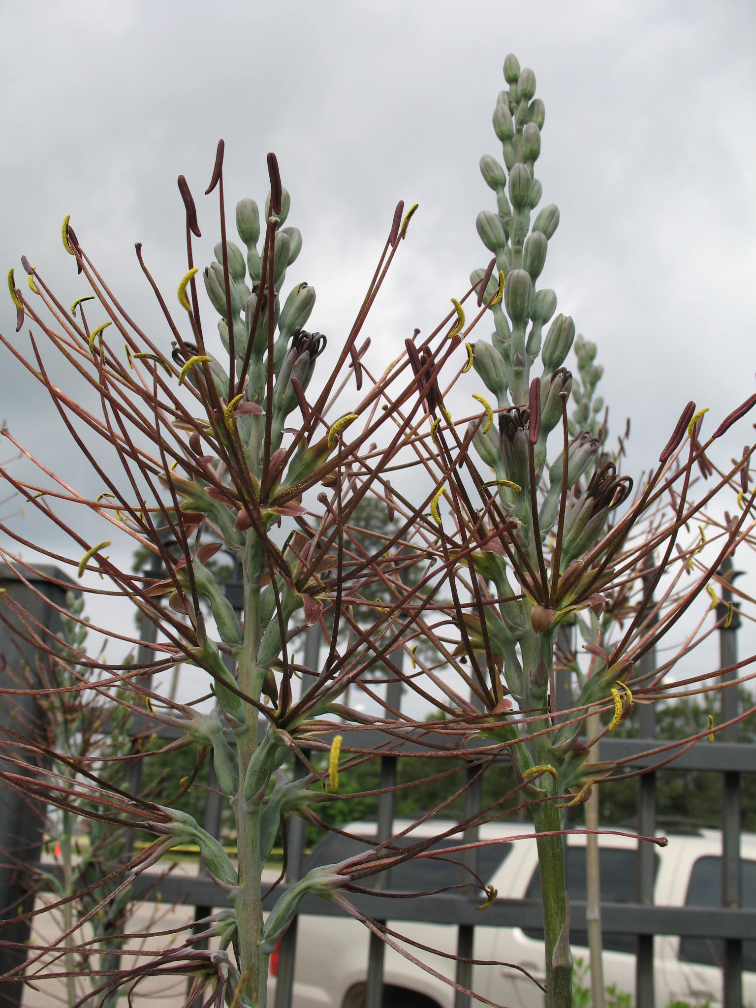 Manfreda maculosa  / Texas Tuberose, Deciduous Agave