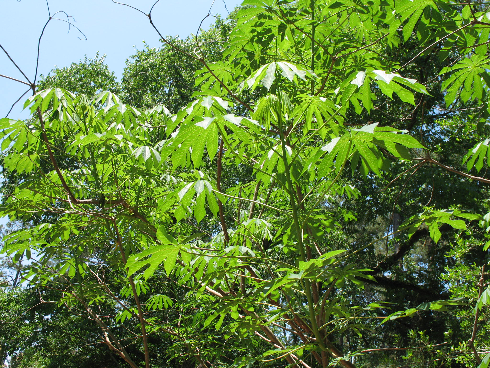 Manihot esculenta / Cassava, Tapioca