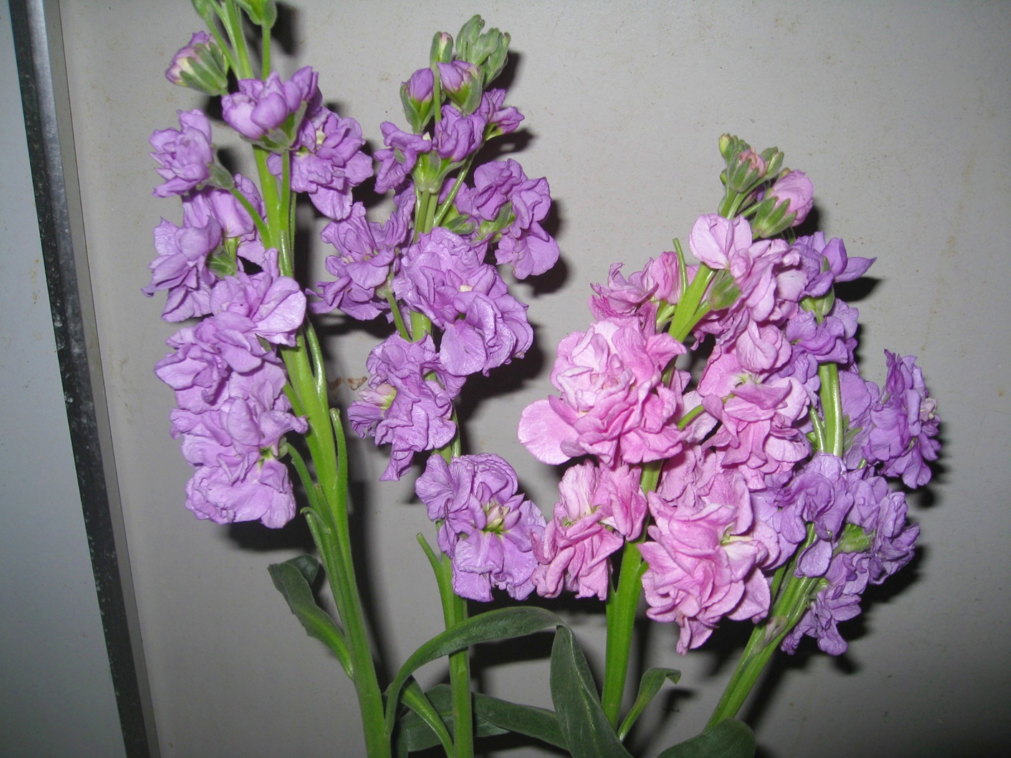 Matthiola incana / Stock