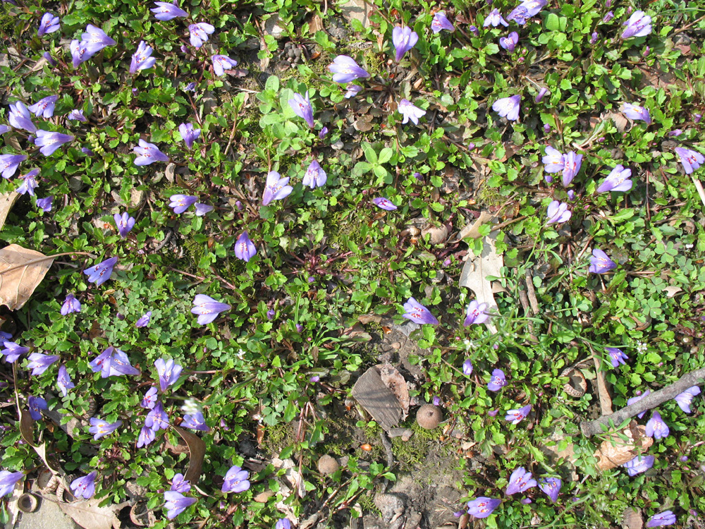 Mazus reptans  / Creeping Mazus