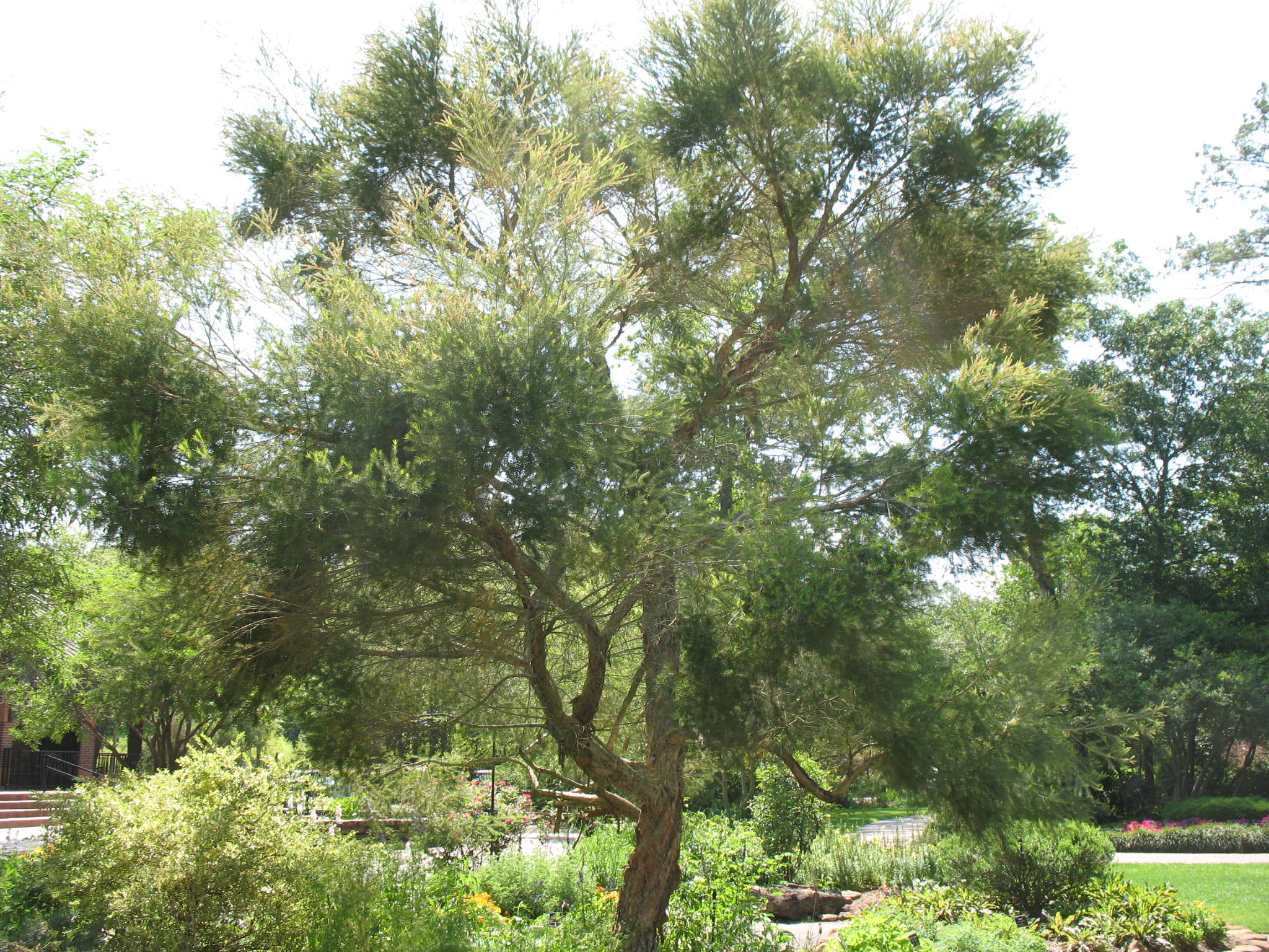 Melaleuca alternifolia / Tea Tree