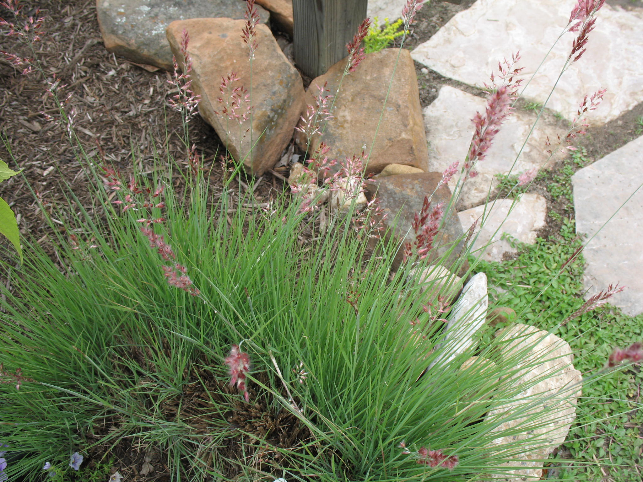 Melinis nerviglumis 'Pink Crystals'  / Ruby Grass