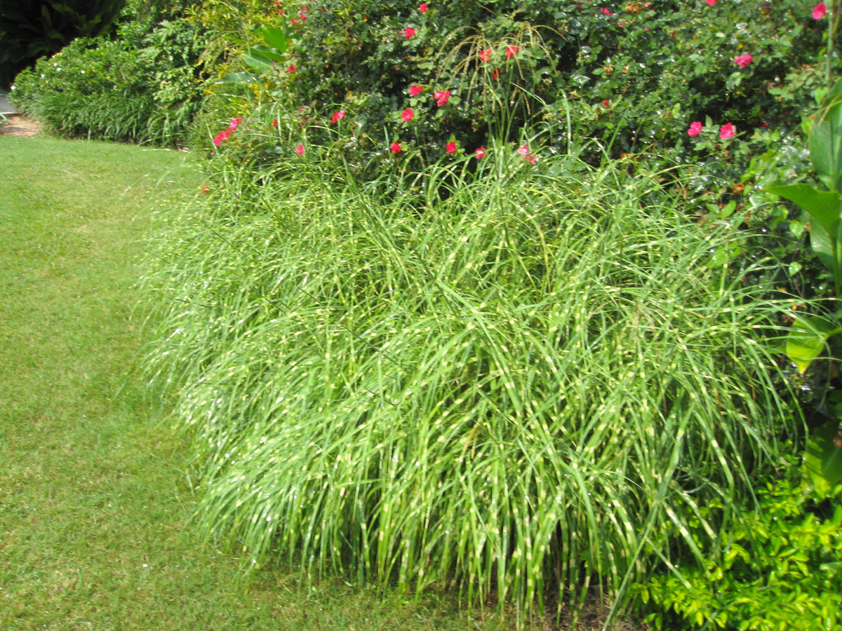 Miscanthus sinensis 'Dixieland'  / Eulalia