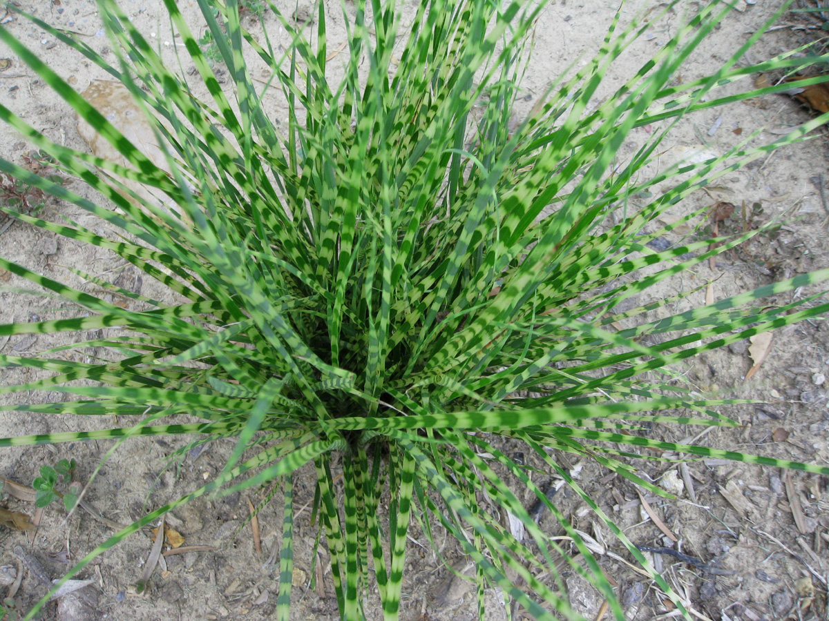 Miscanthus sinensis 'Gold Bar' / Gold Bar Miscanthus