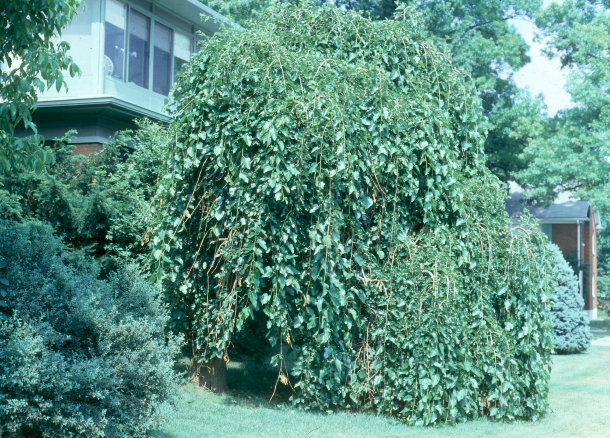 Morus alba  / White Mulberry