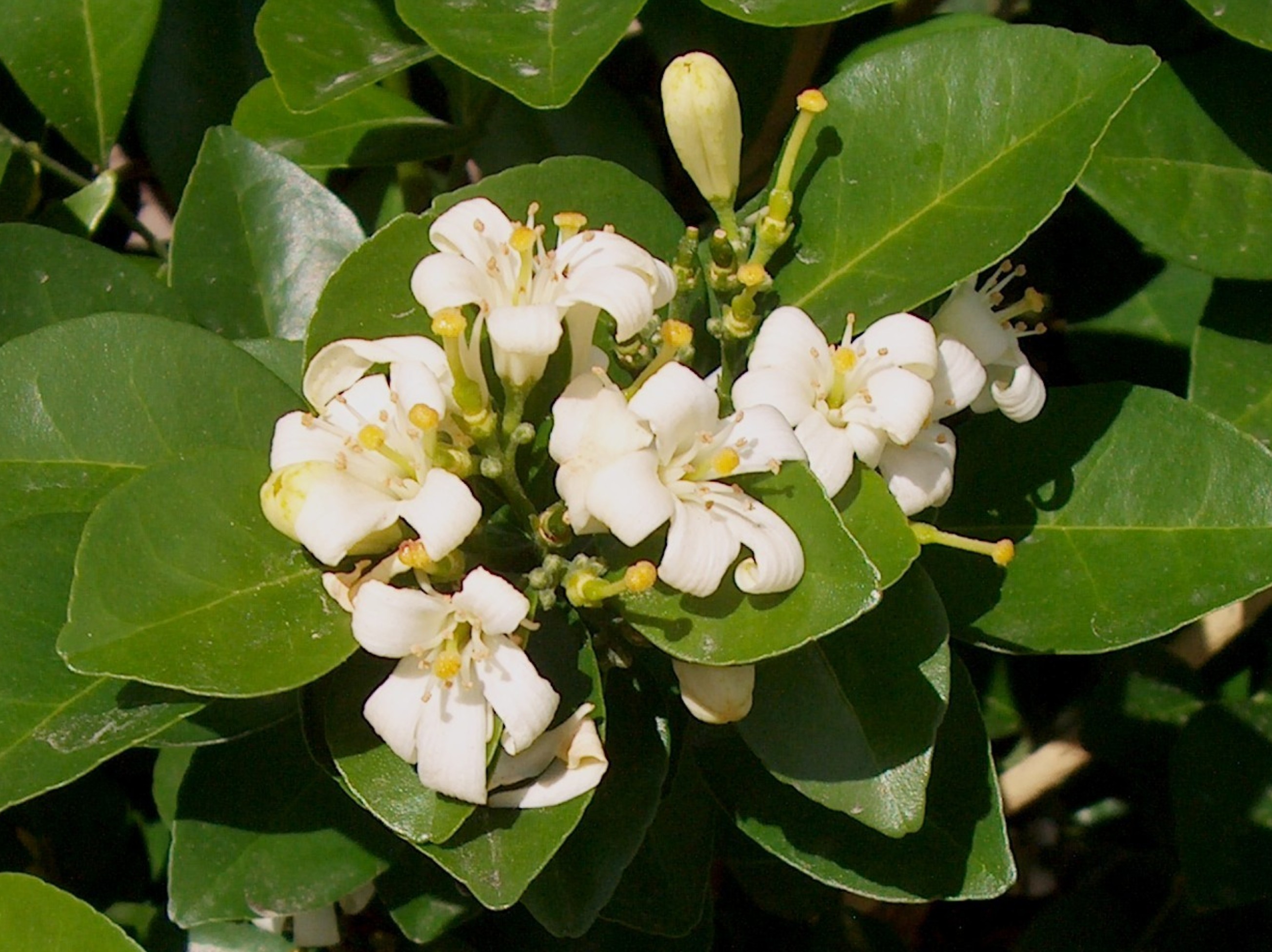 Murraya paniculata 'Lakeview' / Murraya paniculata 'Lakeview'