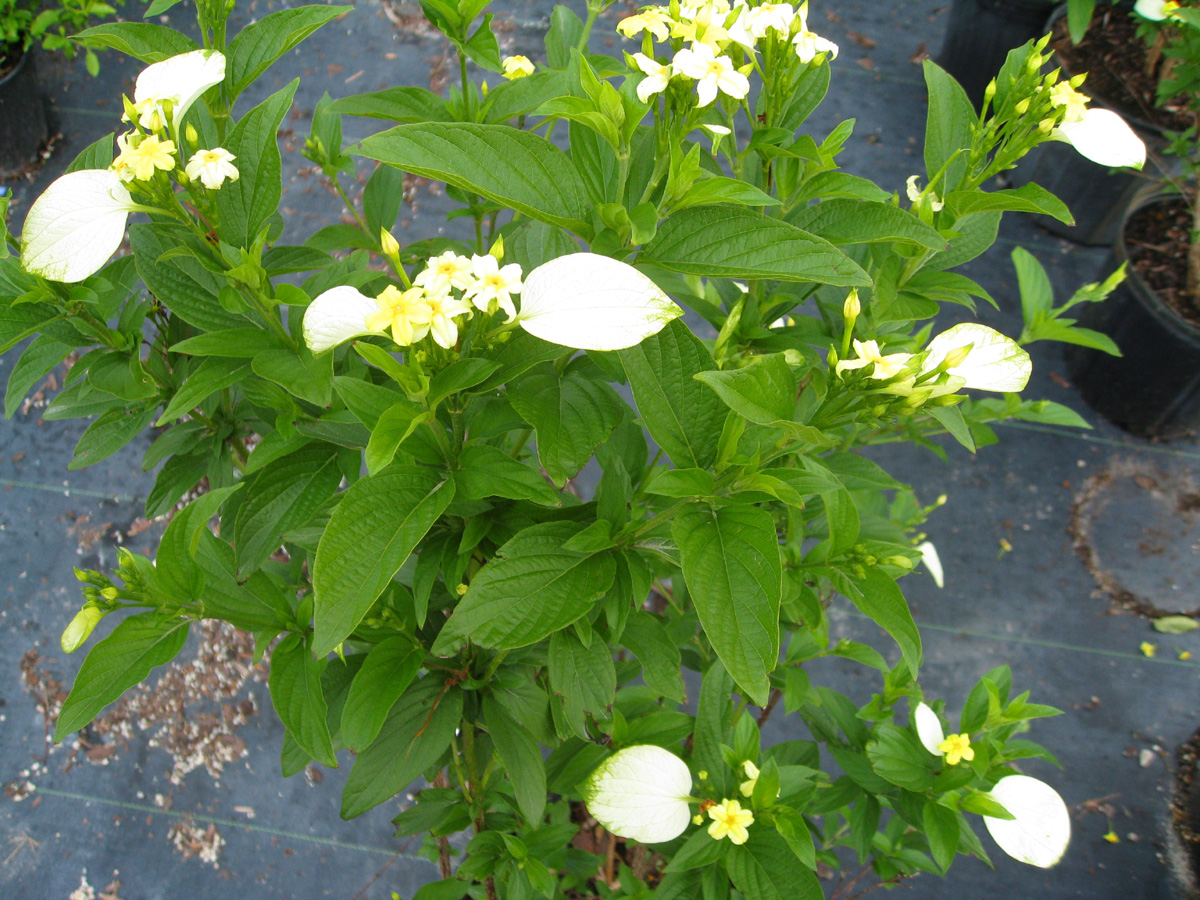 Musssaenda glabra, White Wing / Dwarf Mussaenda,