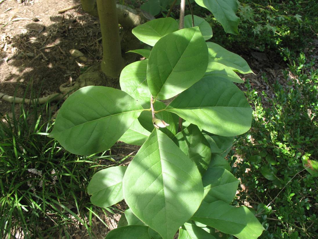 Magnolia cylindrica  / Cylindrical Magnolia
