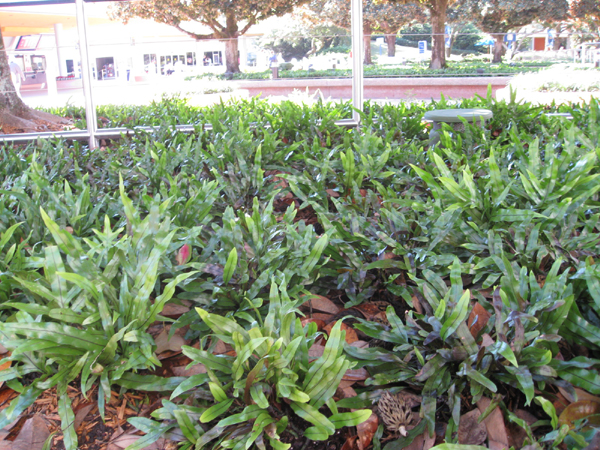Microsorum diversifolium / Microsorum diversifolium