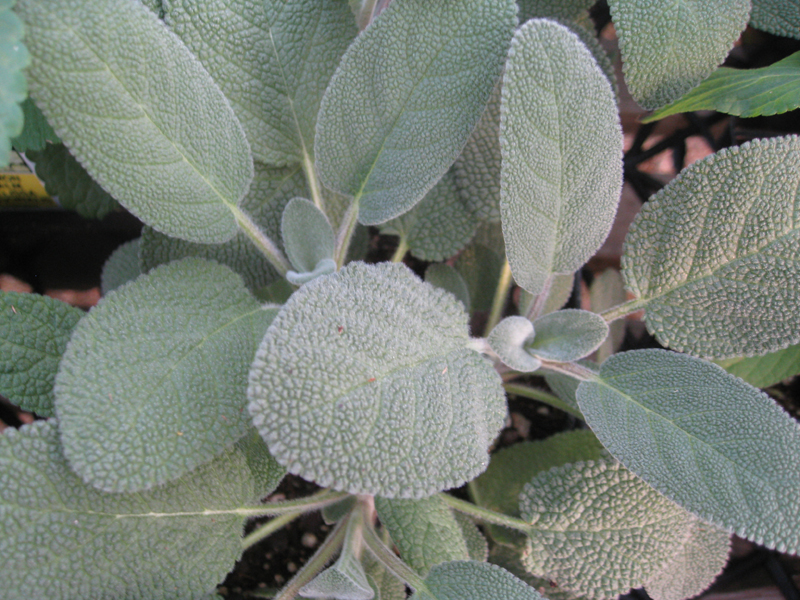 Melissa officinalis  / Melissa officinalis 