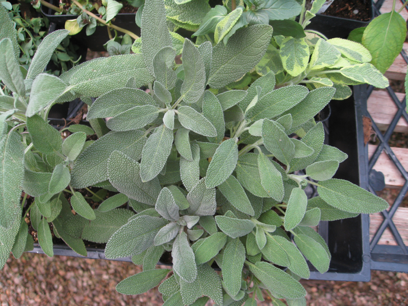 Mentha suaveolens / Apple Mint