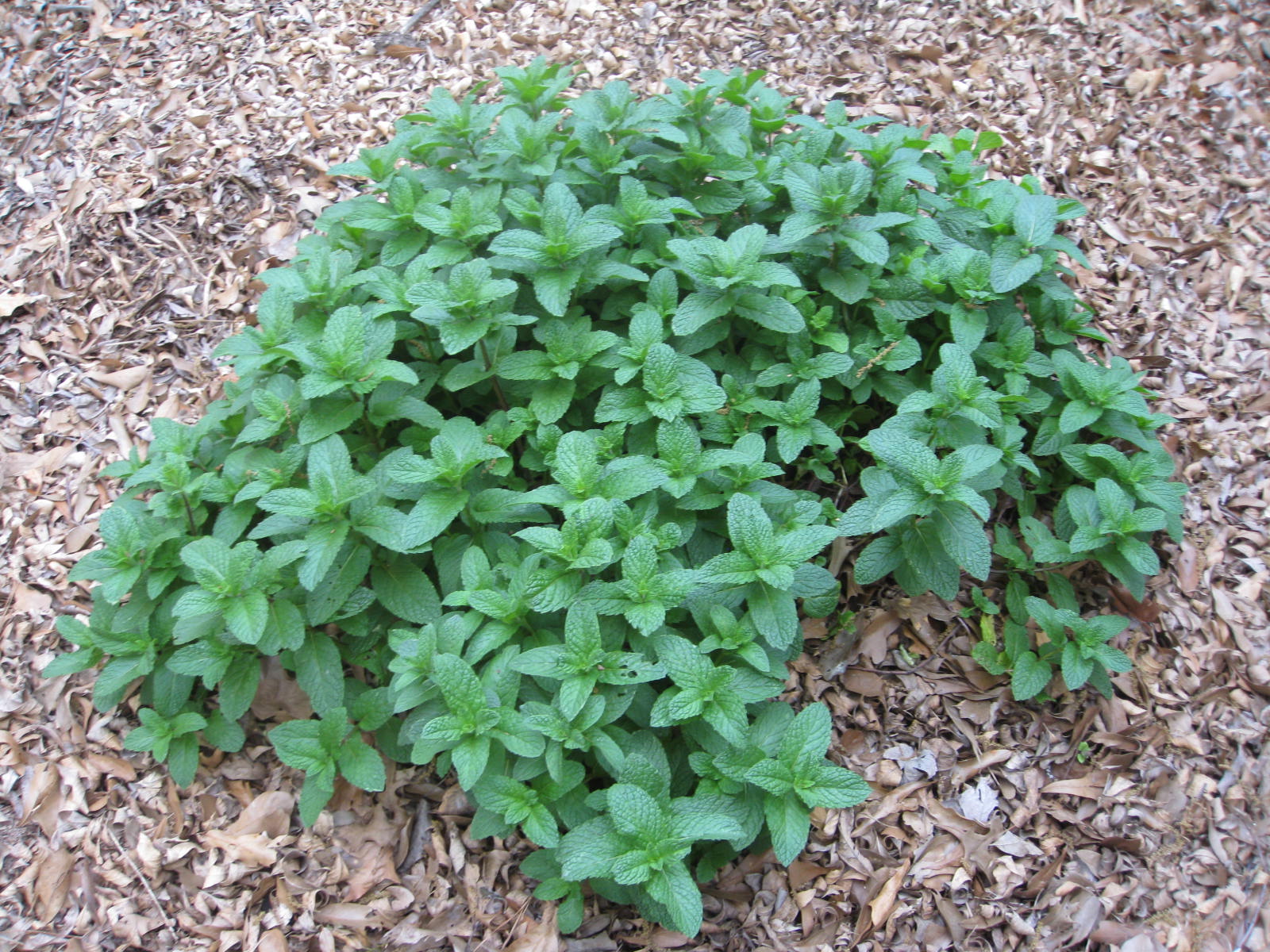 Mentha spicata / Mentha spicata