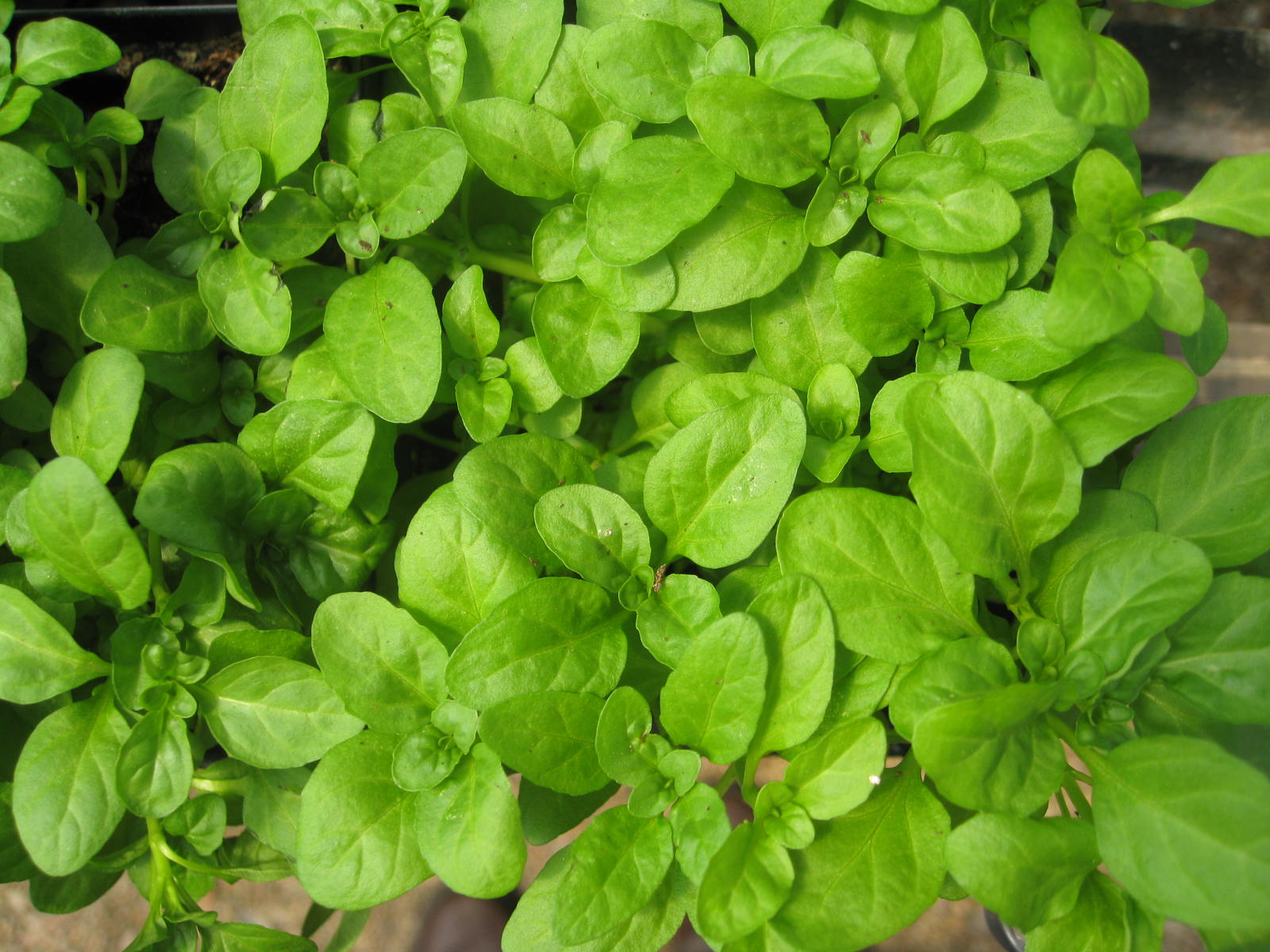 Mentha pulegium  / Pennyroyal