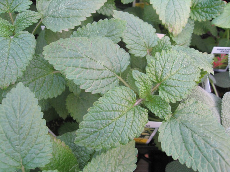 Melissa officinalis / Lemon Balm