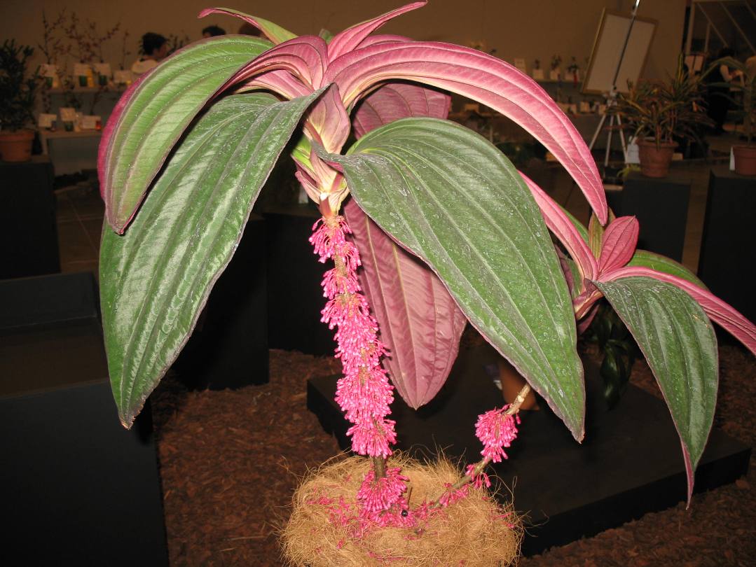 Medinilla 'Gregori Hambali'    / Medinilla