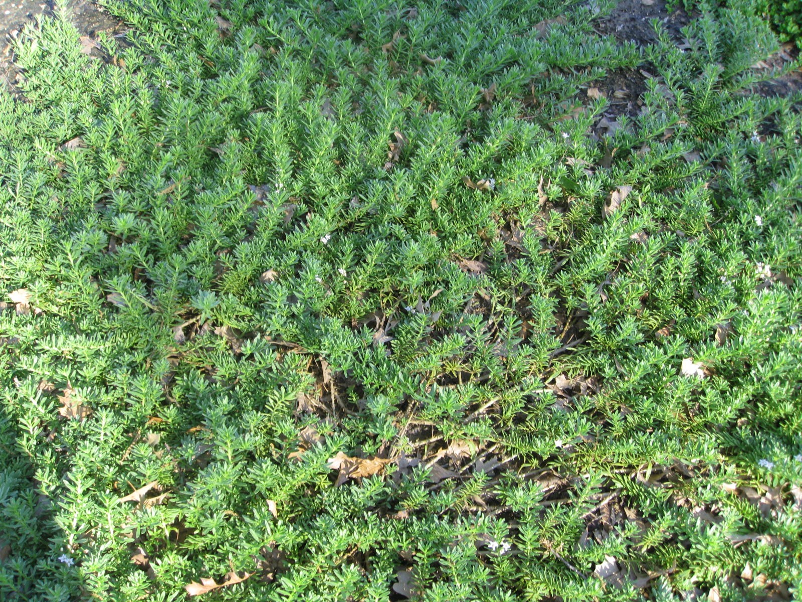 Myoporum parviflorum / White Creeping Boobiala