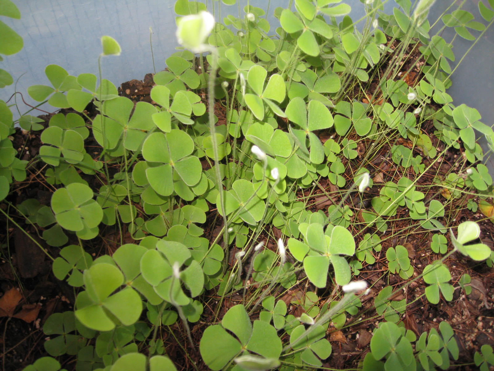 Marsilea villosa / Marsilea villosa