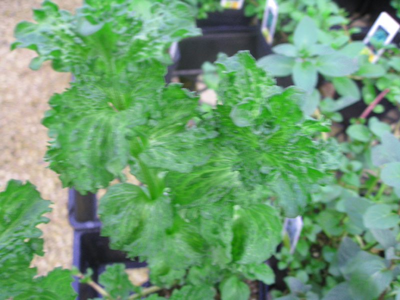Mentha spicata var. crispa / Curly Mint