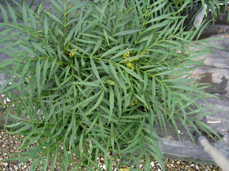 Mahonia eurybracteata 'Soft Caress'    / Soft Caress Mahonia