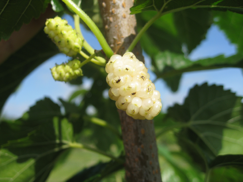 Morus rubra 'San Martin' / San Martin Mulberry