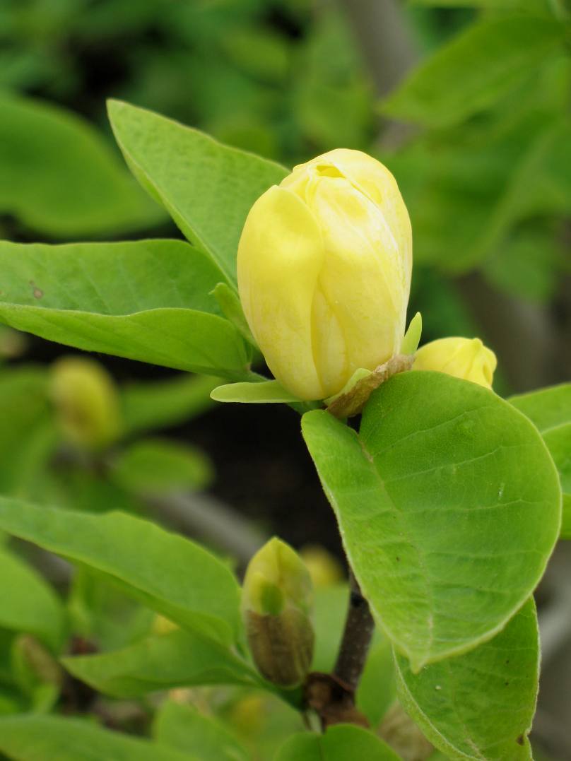 Magnolia acuminata 'Koban Dori' / Magnolia acuminata 'Koban Dori'