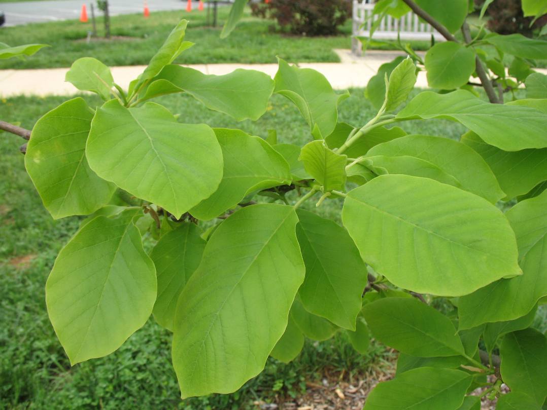 Magnolia acuminata 'Yellow Fever'   / Magnolia acuminata 'Yellow Fever'  