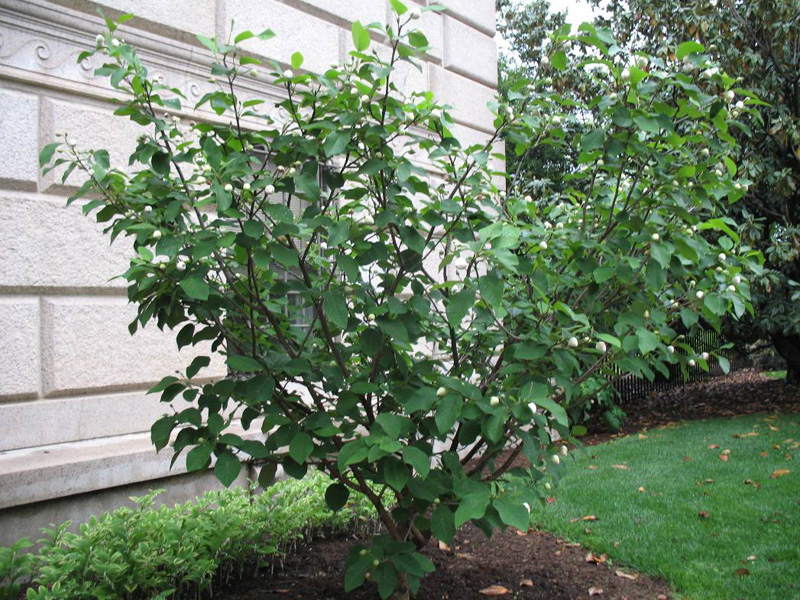 Magnolia sieboldii    / Magnolia sieboldii   