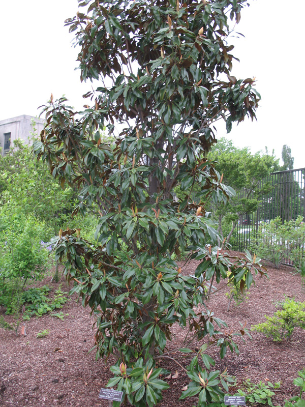 Magnolia grandiflora 'Kay Parris' / Magnolia grandiflora 'Kay Parris'