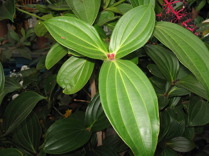 Medinilla myriantha / Medinilla myriantha