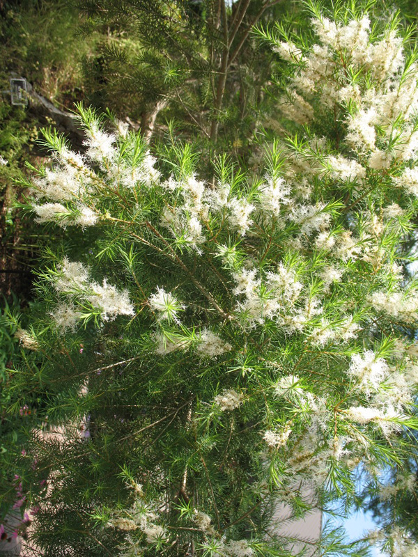 Melaleuca alternifolia   / Tea Tree, Ti Tree