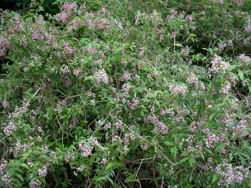 Malpighia glabra 'Nana'  / Dwarf Barbados Cherry