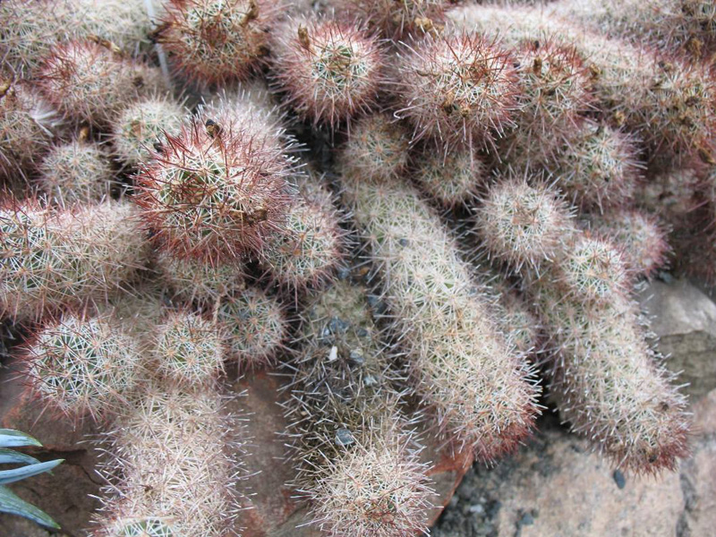 Mammillaria sphacelata ssp. viperina  / Mammillaria sphacelata ssp. viperina 