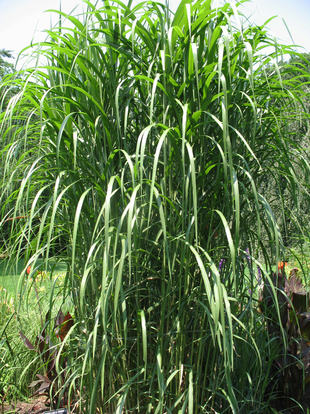 Miscanthus floridulus    / Pacific Island Silver Grass