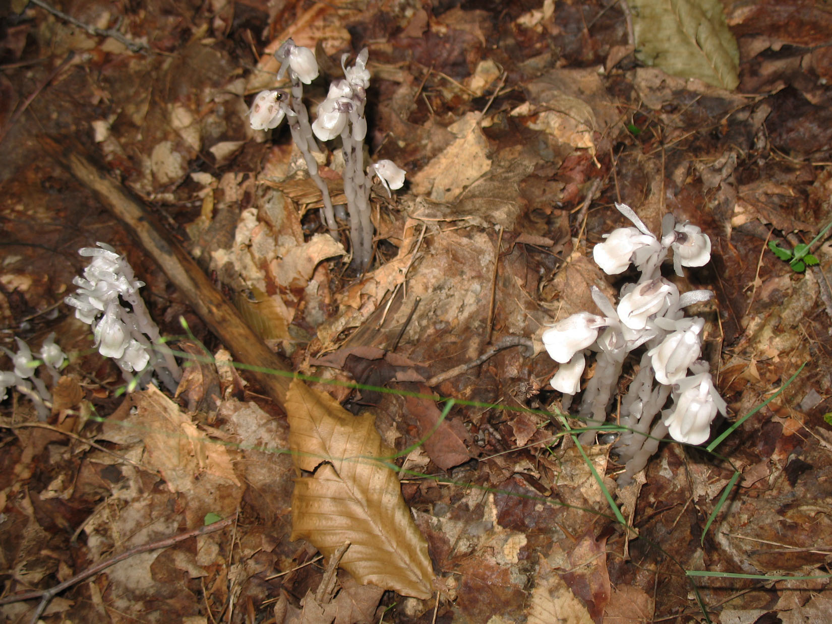 Monotropa uniflora   / Ghost Plant or Indian Pipe