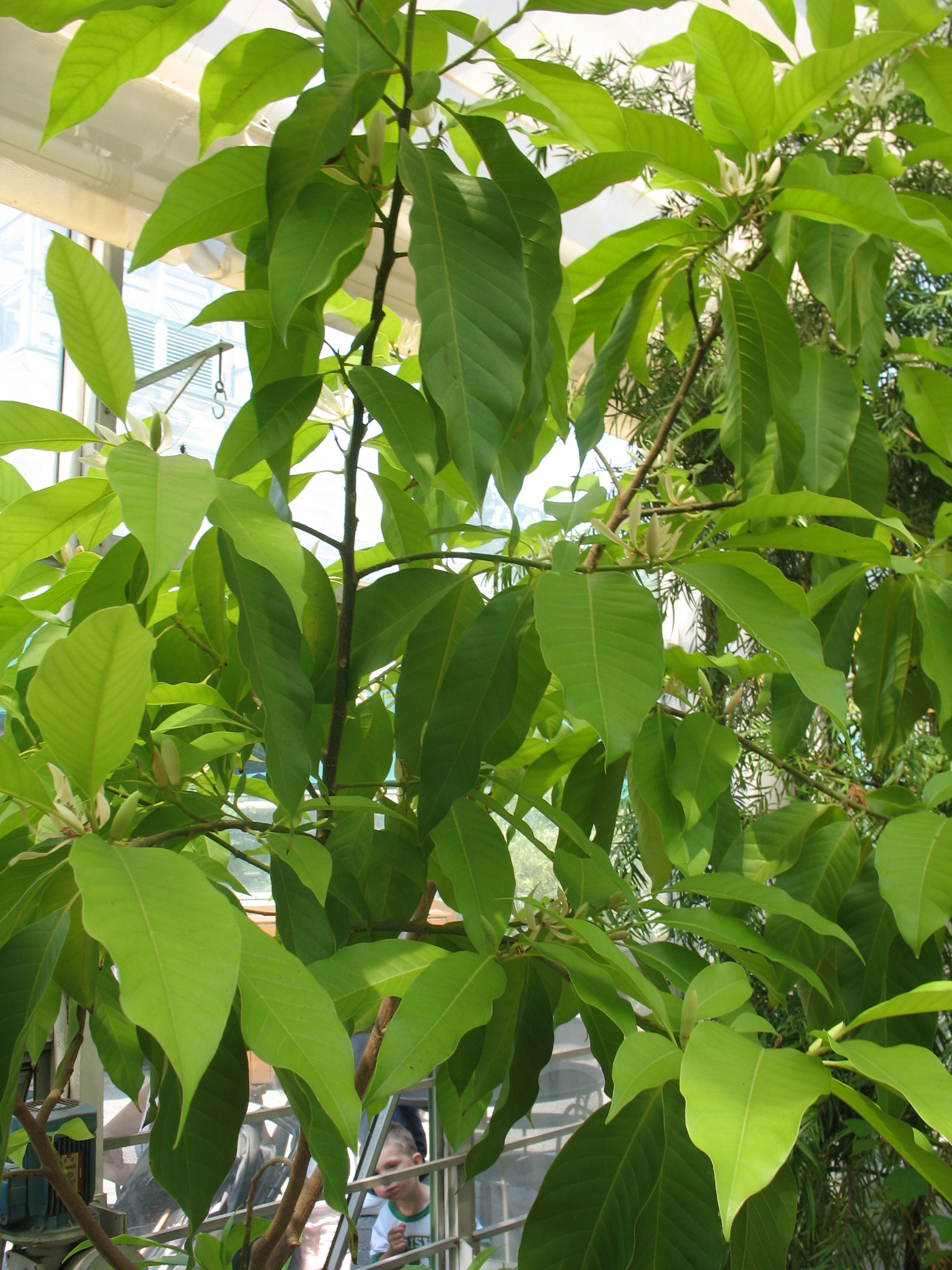 Michelia alba White Champaca / White Champaca, Bai Yu Lan