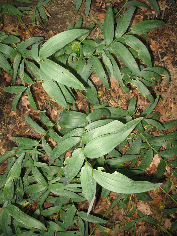 Maianthemum stellatum   / Starry False Solomon's Seal