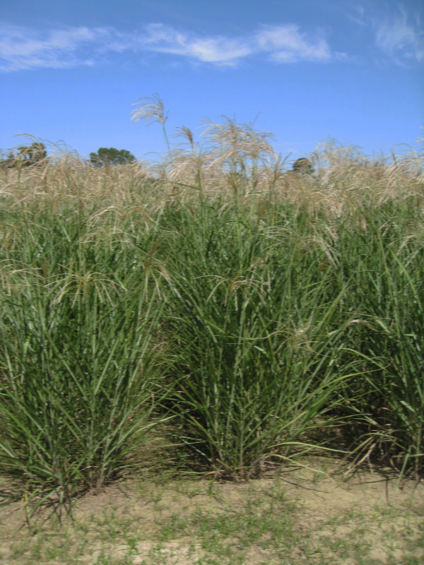 Miscanthus x giganteus   / Giant Miscanthus