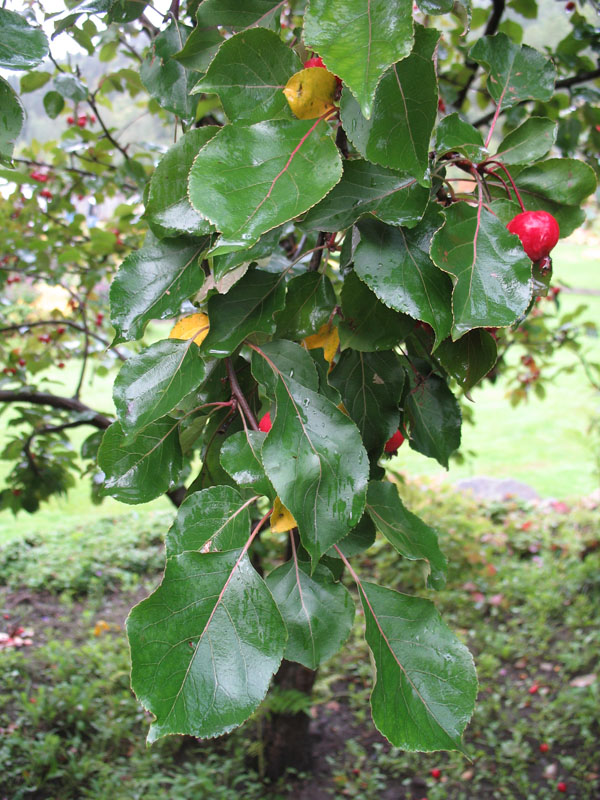 Malus 'Selkirk' / Selkirk Flowering Crabapple